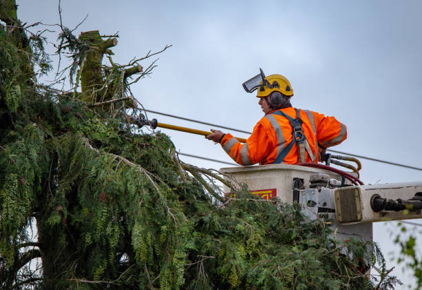 How Our Tree Care Process Works  in  High Bridge, NJ